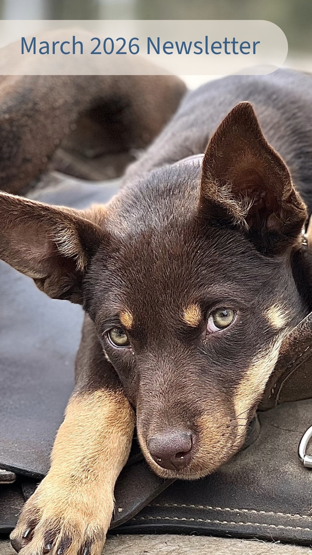 March 2026 Newsletter